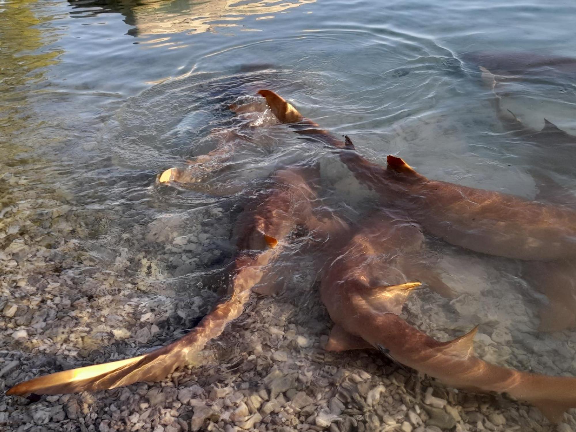 Hinamoe Lodge Avatoru Luaran gambar